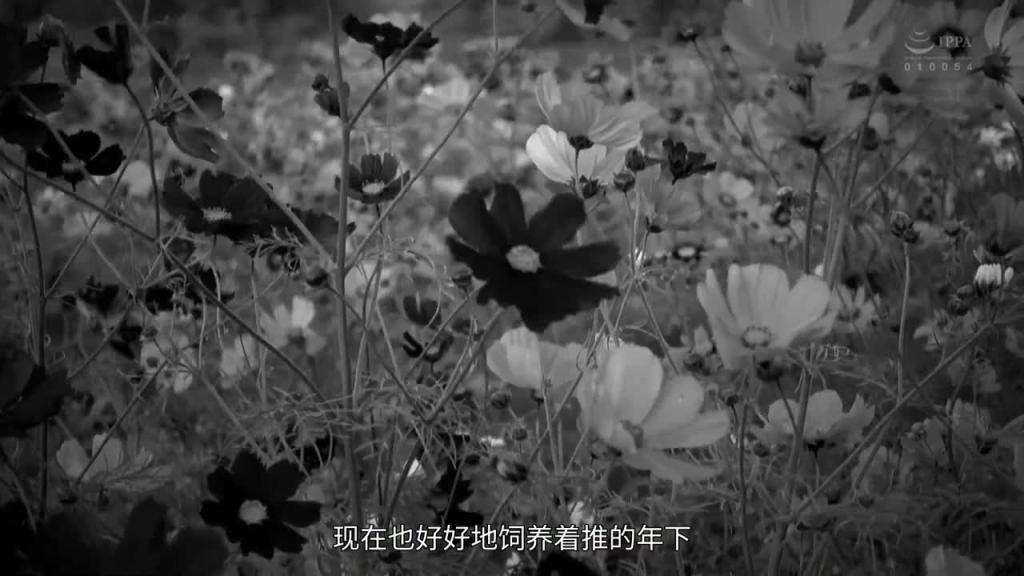 和妈妈朋友一起使用交友软体,一起温柔调教心仪的年下男孩 北条麻妃 川村真奈美 JUQ-992 预览截图 12