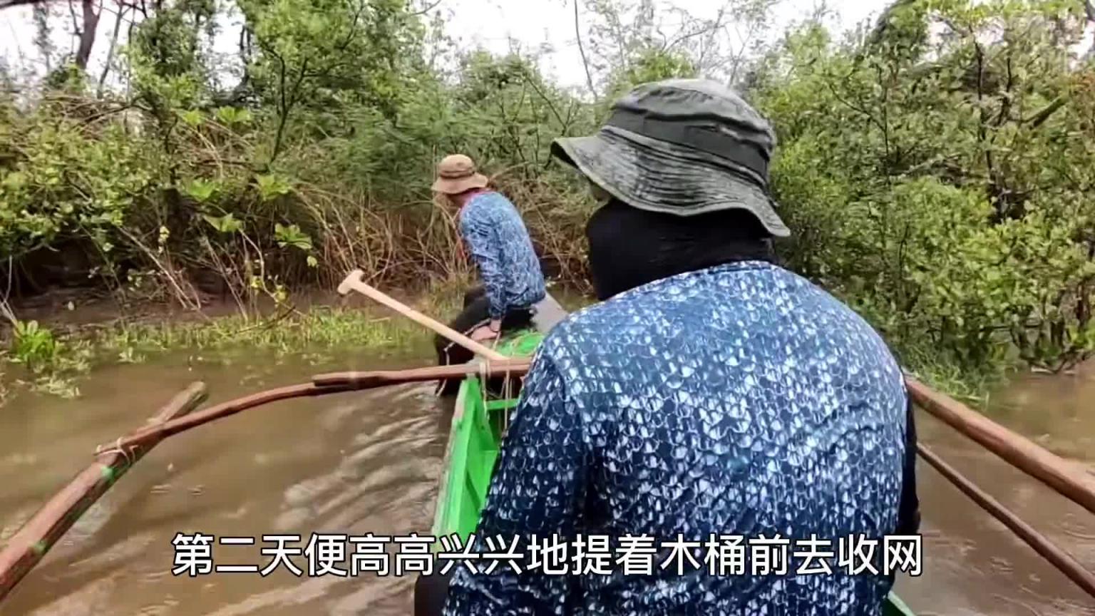 在红树林里捕捉泥龙虾,口感和味道比罗氏虾更加鲜美 预览截图 11