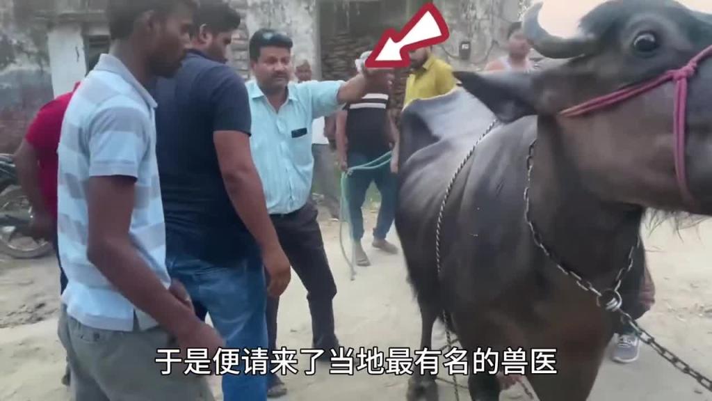 牛突然倒地不起,请来印度神医过来帮忙 预览截图 6