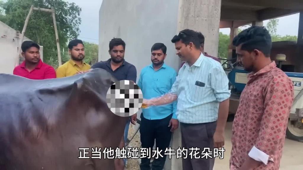 牛突然倒地不起,请来印度神医过来帮忙 预览截图 9
