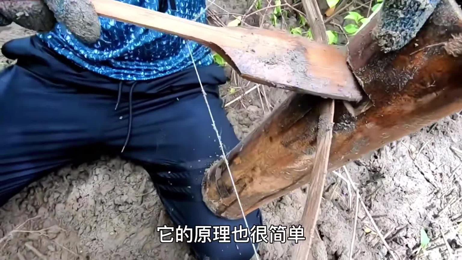 在红树林里捕捉泥龙虾,口感和味道比罗氏虾更加鲜美 预览截图 5