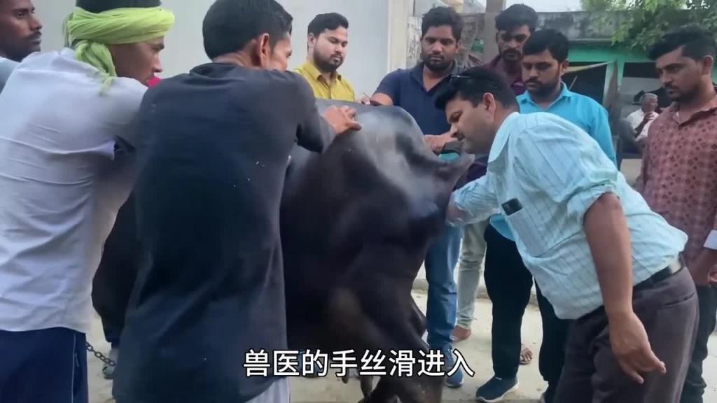 牛突然倒地不起,请来印度神医过来帮忙 预览截图 11