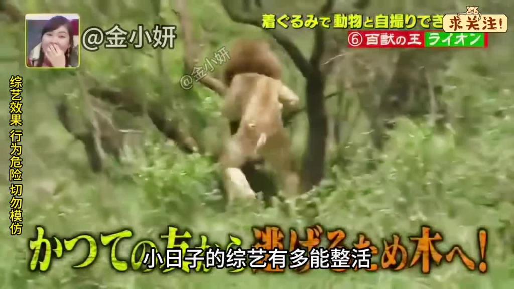 搞笑日本整蛊综艺，玩命挑战和狮子合拍，这是真拼啊 预览截图 1