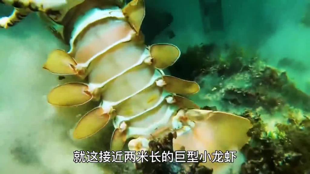 如果你也爱吃海螺和螃蟹,今天的巨无霸螃蟹千万不要错过 预览截图 1