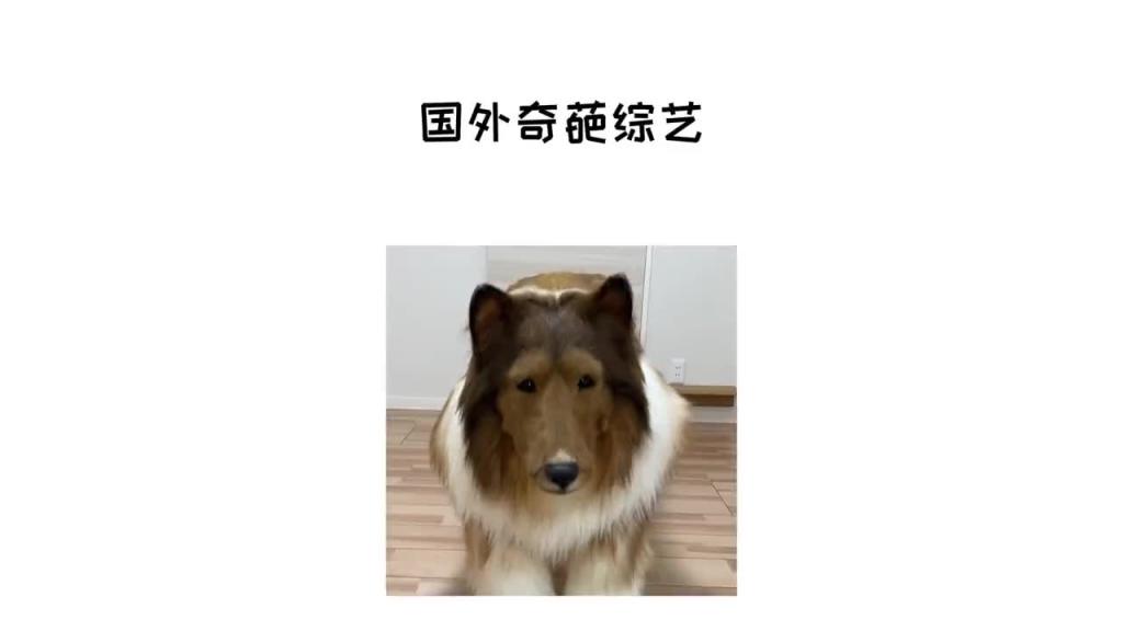 国外奇葩挑战人变狗 预览截图 8