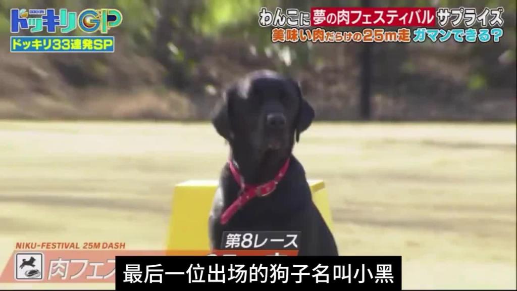 日本奇葩综艺整狗比赛，主题名为绝对不能吃挑战赛 预览截图 12