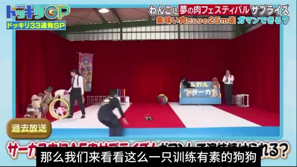 日本奇葩综艺整狗比赛，主题名为绝对不能吃挑战赛 预览截图 6