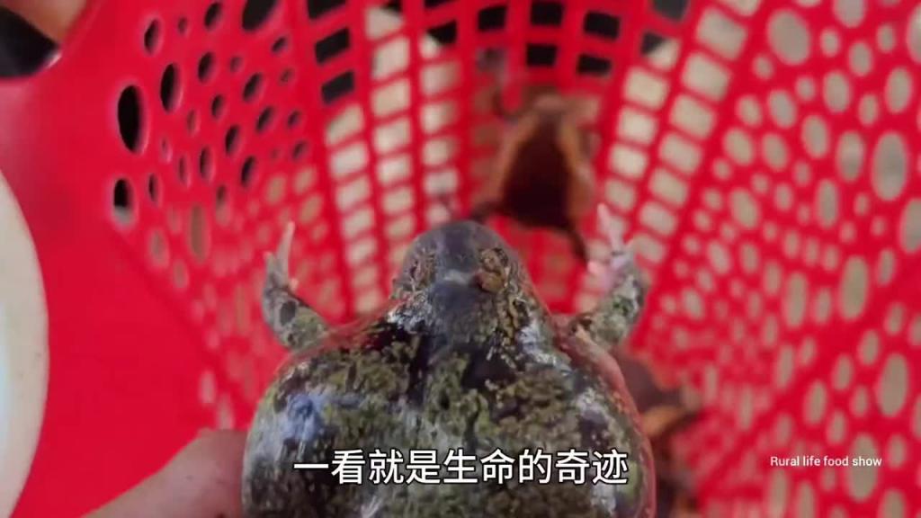 越南特色蛤蟆汤,艾特你最好的兄弟过来吃 预览截图 4