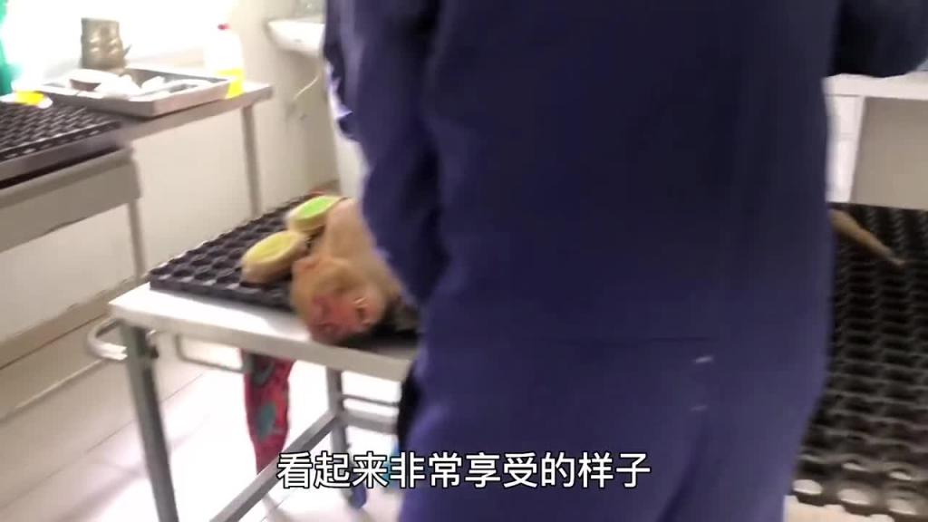 给猴哥摘荔枝是一种什么样的体验 预览截图 10