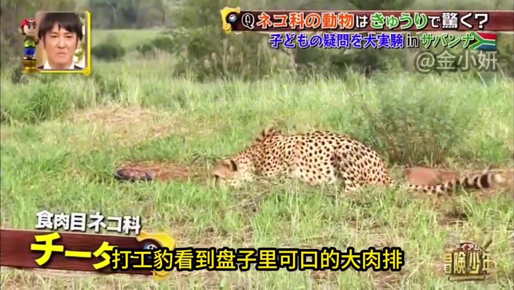 日本整蛊综艺,在猎豹身后放一根超大号黄瓜它会被吓到吗 预览截图 12