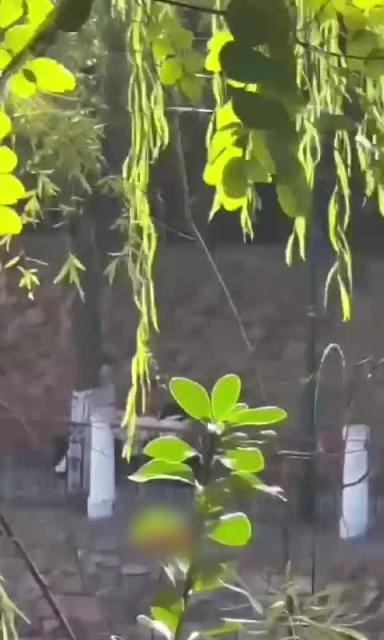 门事件 郑州 西亚斯学院 河边长板凳事件 传说中的贵族学院也一样玩的花 预览截图 6