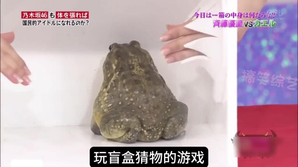 盲盒猜物!!! 预览截图 1