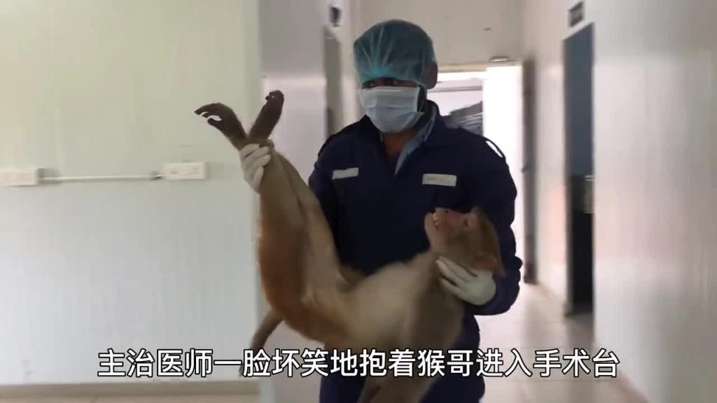 给猴哥摘荔枝是一种什么样的体验 预览截图 9