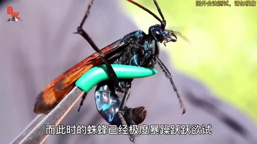 你知道被疼痛感第二的沙漠蛛蜂叮咬是一种什么感觉吗 预览截图 11
