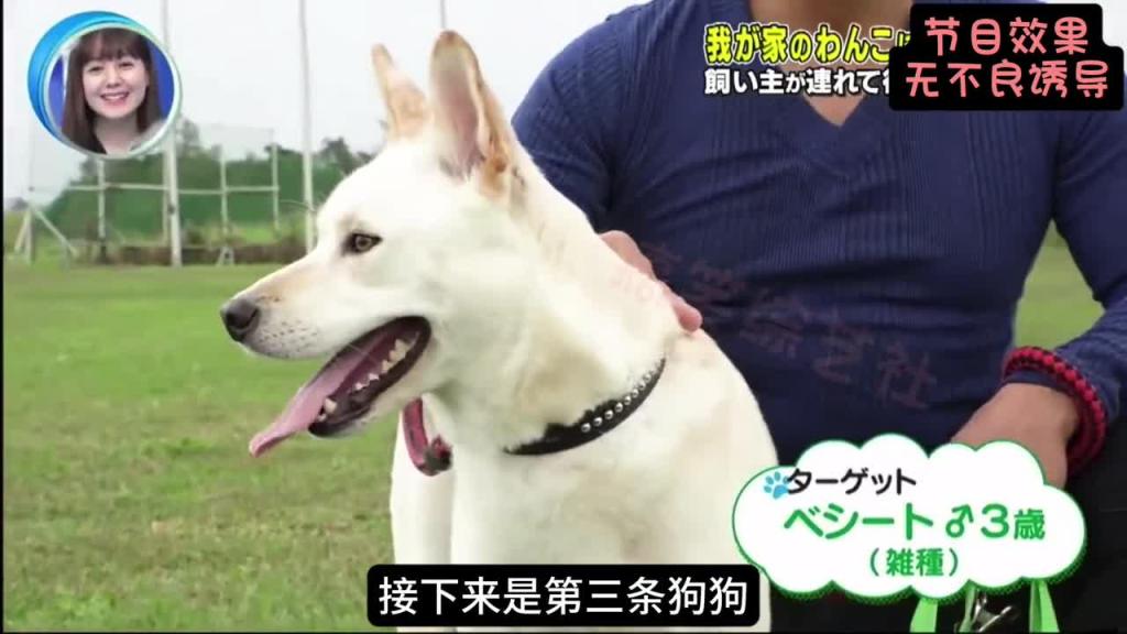 铲屎官突然被坏人抓走 狗子会有什么反应呢?会不会见死不救呢? 预览截图 9