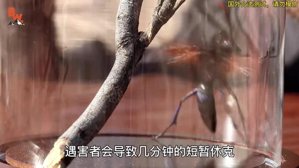 你知道被疼痛感第二的沙漠蛛蜂叮咬是一种什么感觉吗 预览截图 9