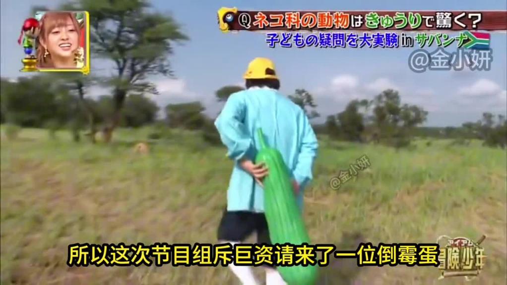 日本整蛊综艺,在猎豹身后放一根超大号黄瓜它会被吓到吗 预览截图 8