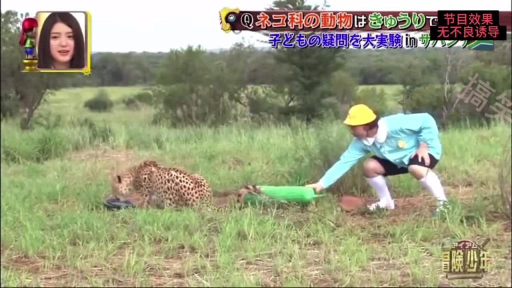 日本综艺 调戏猎豹#日本综艺整蛊奇葩搞笑 预览截图 3