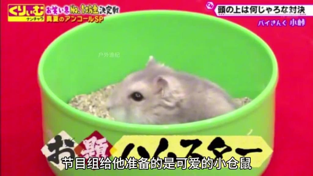 日本奇葩综艺头上放仓鼠，猜物品大赛 预览截图 10