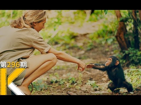 是什么将人和动物最终区别开来？国家地理获奖纪录片《珍》 视频封面