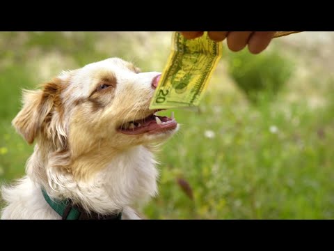 小狗只对金钱感兴趣，竟然抢了运钞车，小主人都惊呆了！《猎犬强盗》 视频封面