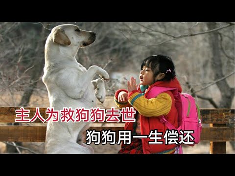 主人为救狗狗意外离世，狗狗用一生偿还，从头哭到尾的电影《人狗奇缘》 视频封面