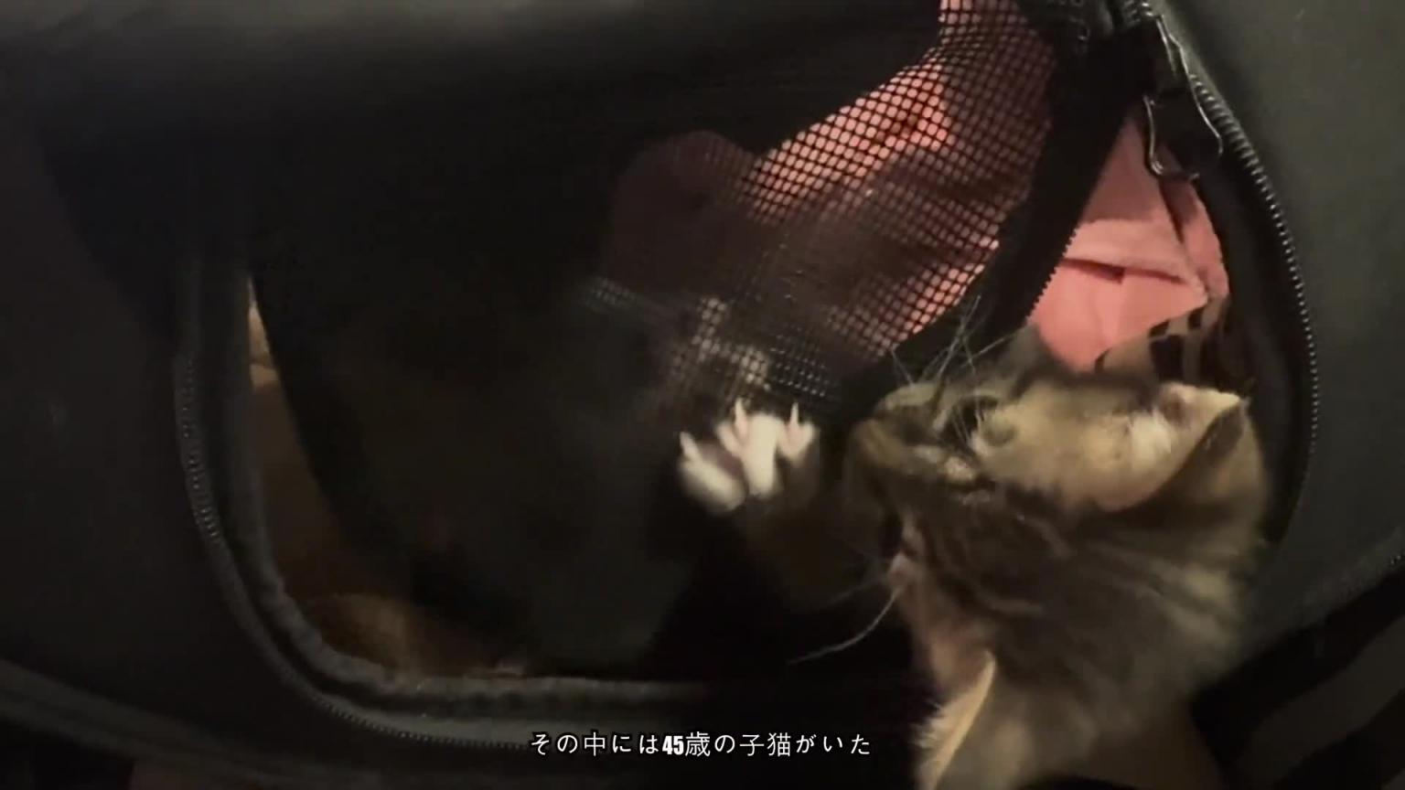 夜市 首届台湾动漫PF40故事+夜市! 预览截图 6