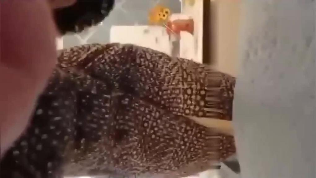 网曝泄密门真实母子乱伦视频流出! 预览截图 10
