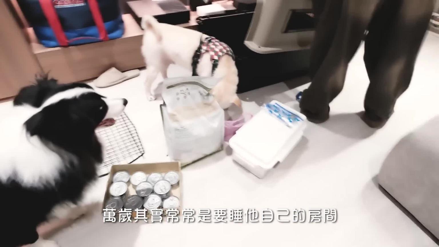 去美国前对宠物的安排|这次作法不同|出任务的感觉越来越强烈|兔女狼 预览截图 4