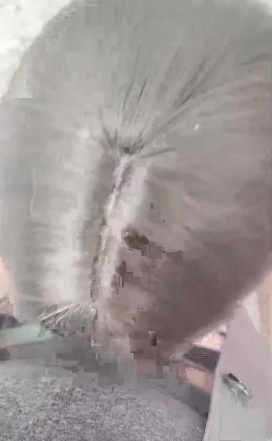 【嫂子乱伦】和嫂子婚前最后一次做爱，穿紫色战袍爆菊内射- 预览截图 8