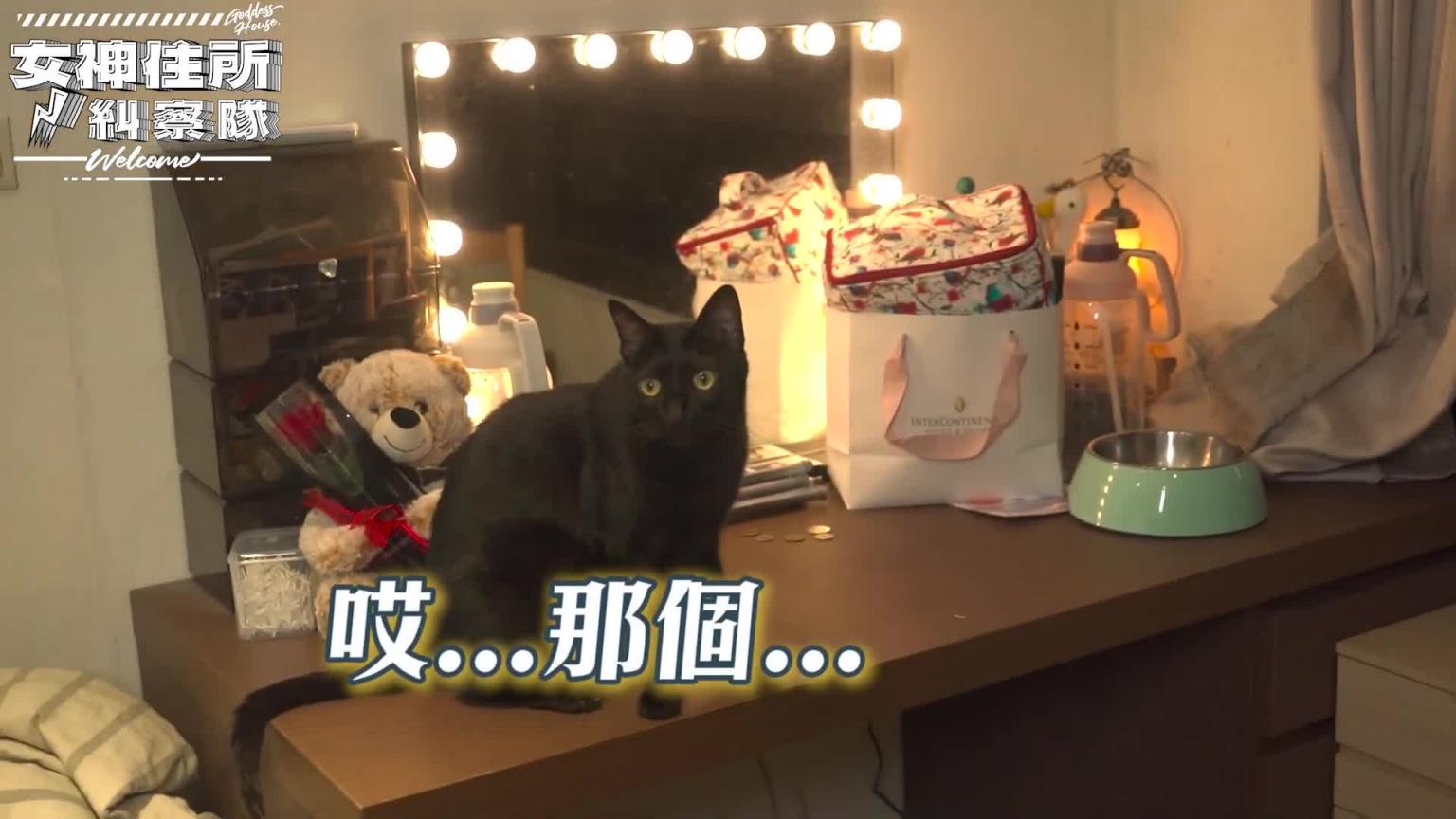 酒精流氓少女本本,满屋子的猫竟然还有养狐蒙! ? 《女神住所纠察队》 预览截图 7