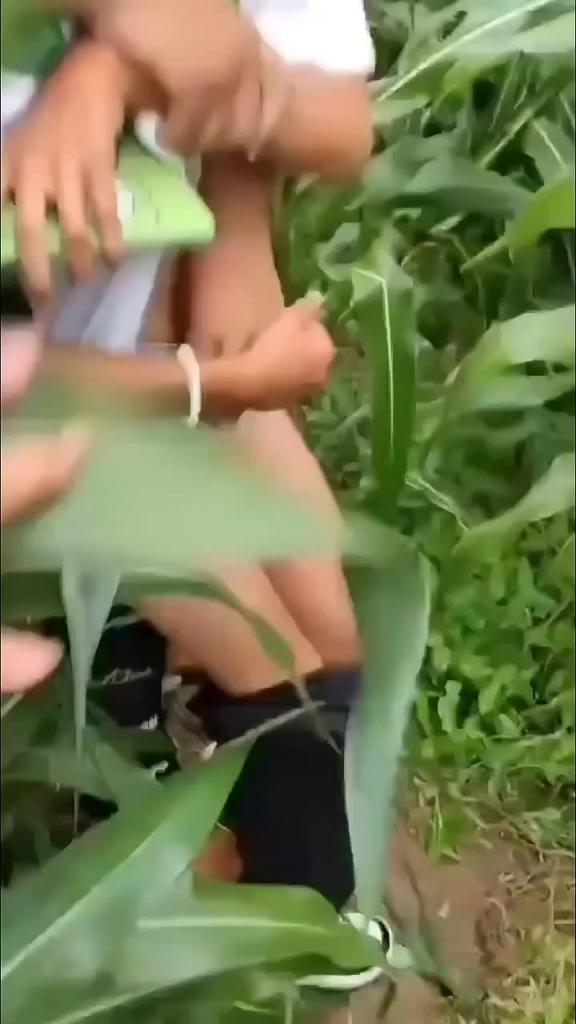 女中学生被一男拖入玉米地意图强奸 预览截图 4