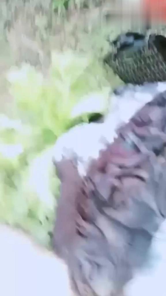 极品巨乳少妇,真实勾搭高中生破处,小处男说我鸡巴小,射了馒头发精液 预览截图 3