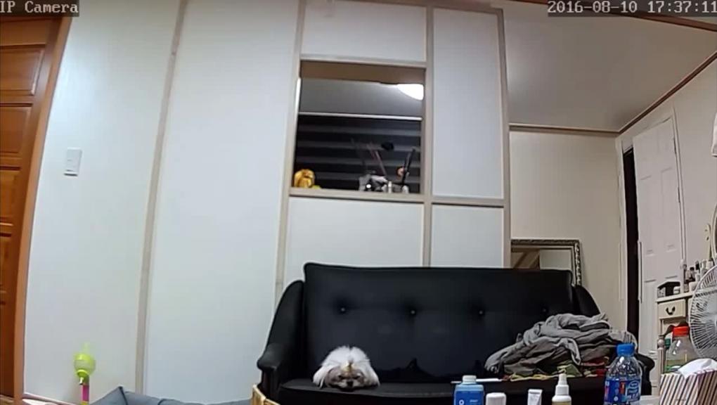 【监控破解】两个御姐洗完澡身材挺拔乳房坚挺 预览截图 6