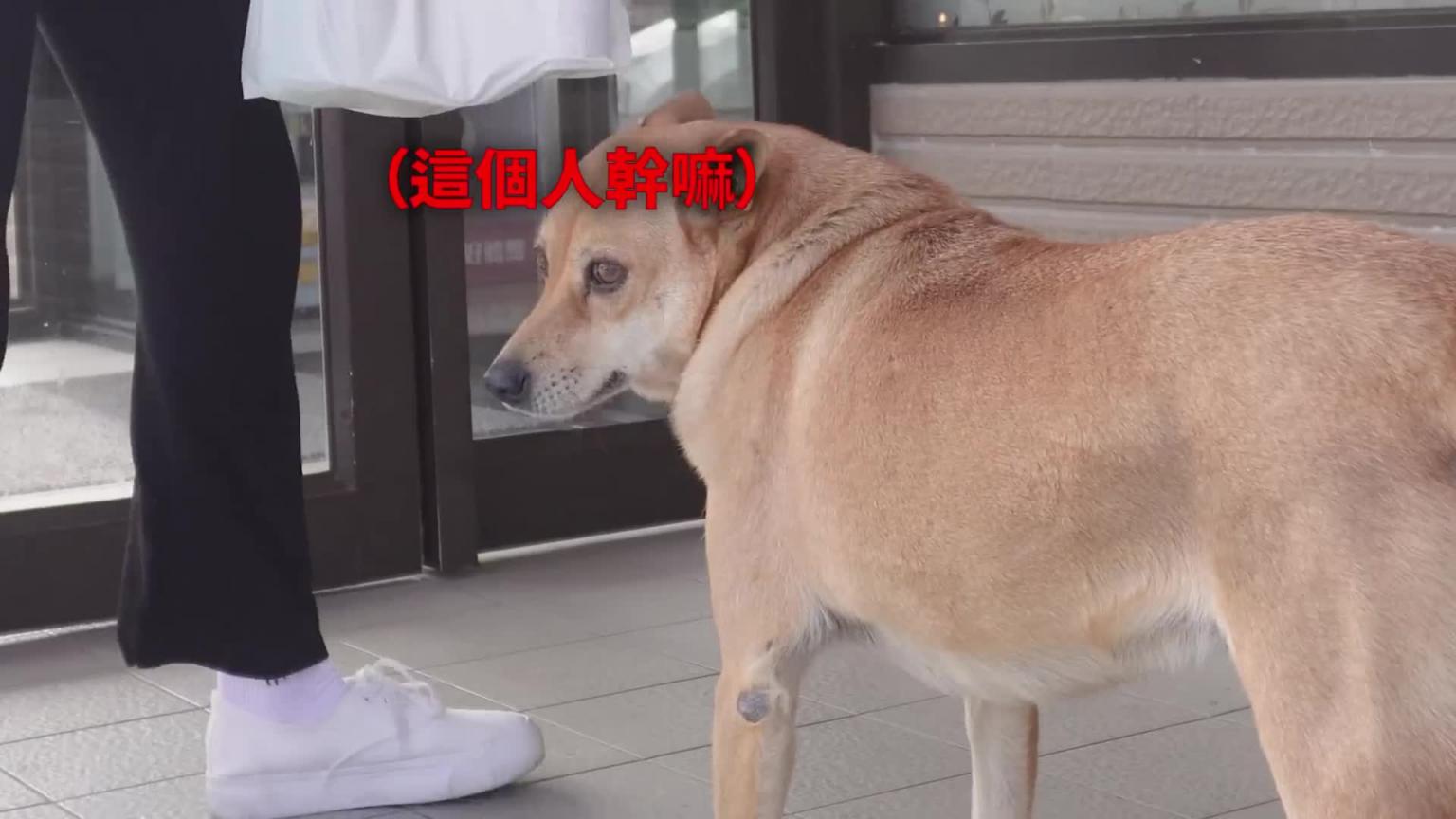韩国女孩来台南温泉后吓到的原因？！ 预览截图 2