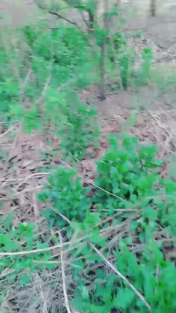 【真实户外勾搭】骚逼勾少妇勾引干农活的大叔,菜地里直接无套开干 预览截图 9