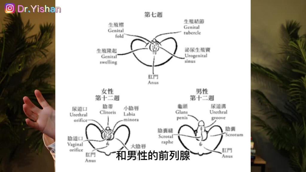G点在哪里?如何通过G点高潮和潮吹?女性潮吹关键点:科学解读女性前列腺! 预览截图 6