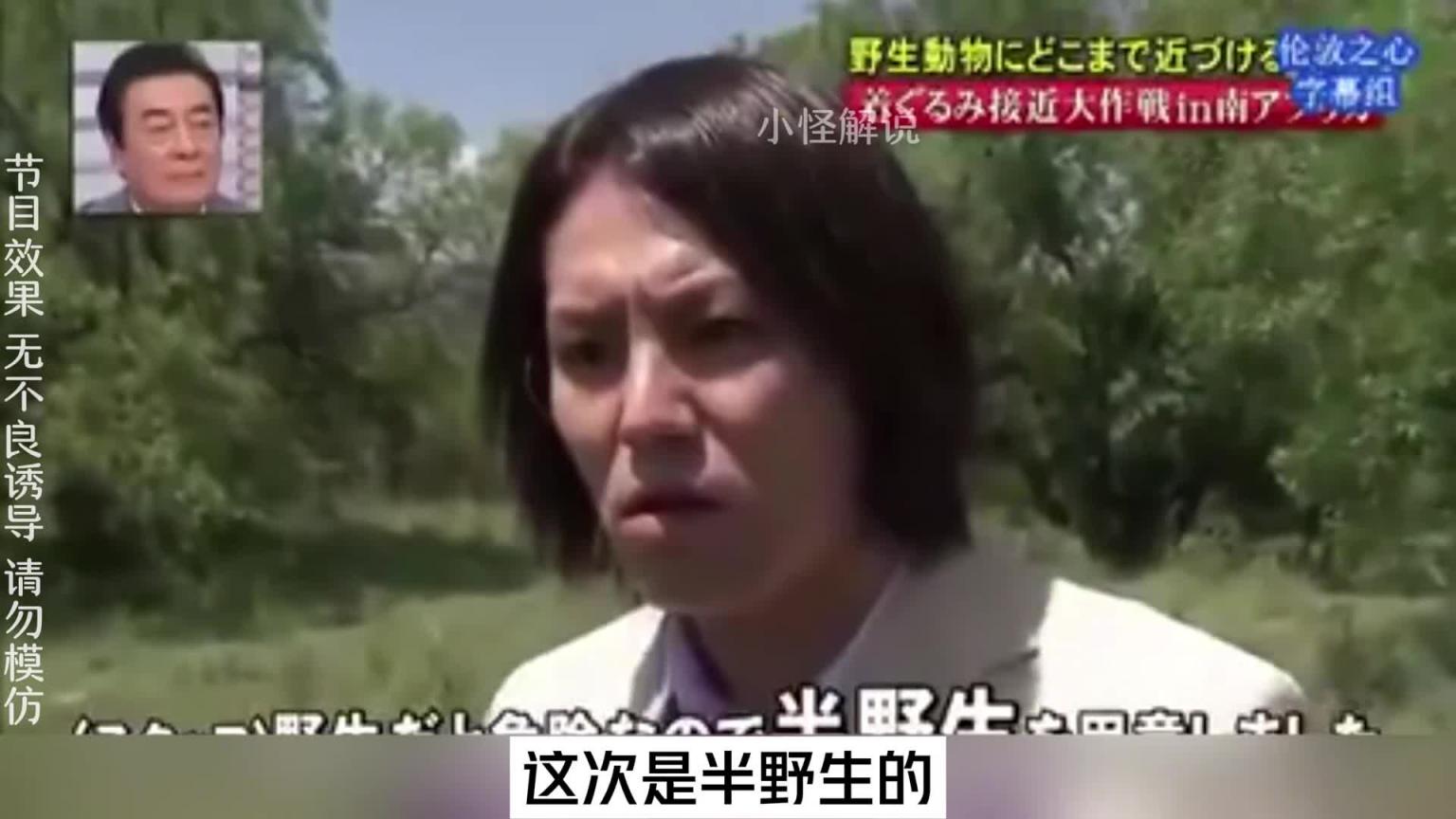 这节目组也太会玩了吧,安排艺人去摸老虎屁股。#综艺名场面 预览截图 5