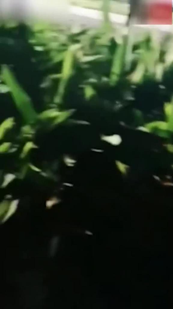 高清流出超颜值反差小姐姐与小哥哥日常调教爆操内射 预览截图 5