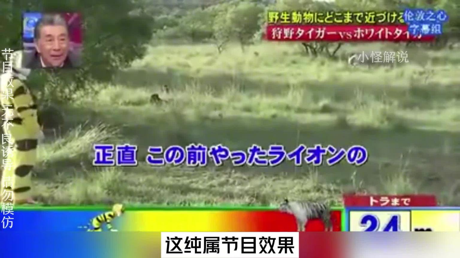 这节目组也太会玩了吧,安排艺人去摸老虎屁股。#综艺名场面 预览截图 9