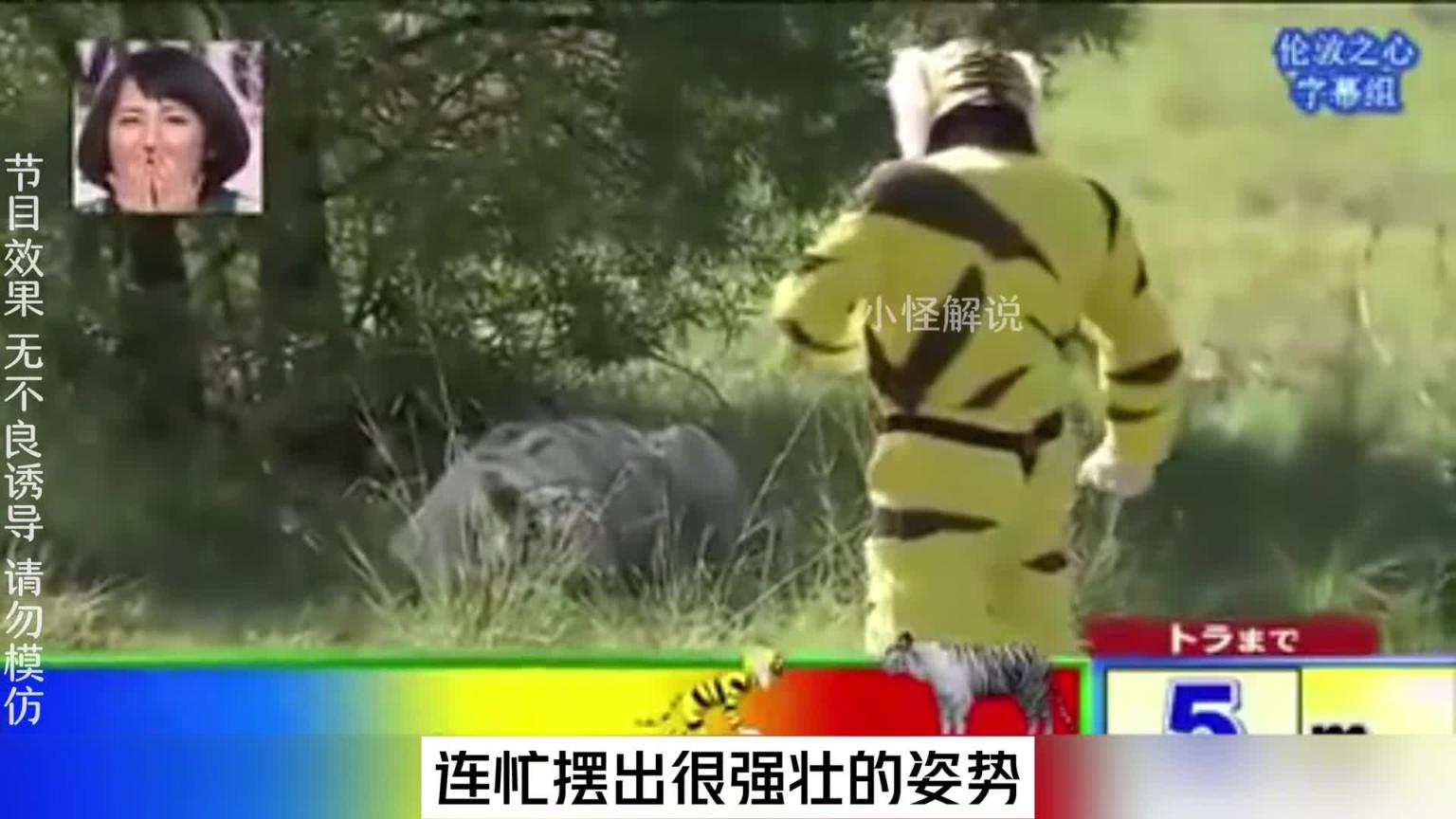 这节目组也太会玩了吧,安排艺人去摸老虎屁股。#综艺名场面 预览截图 11