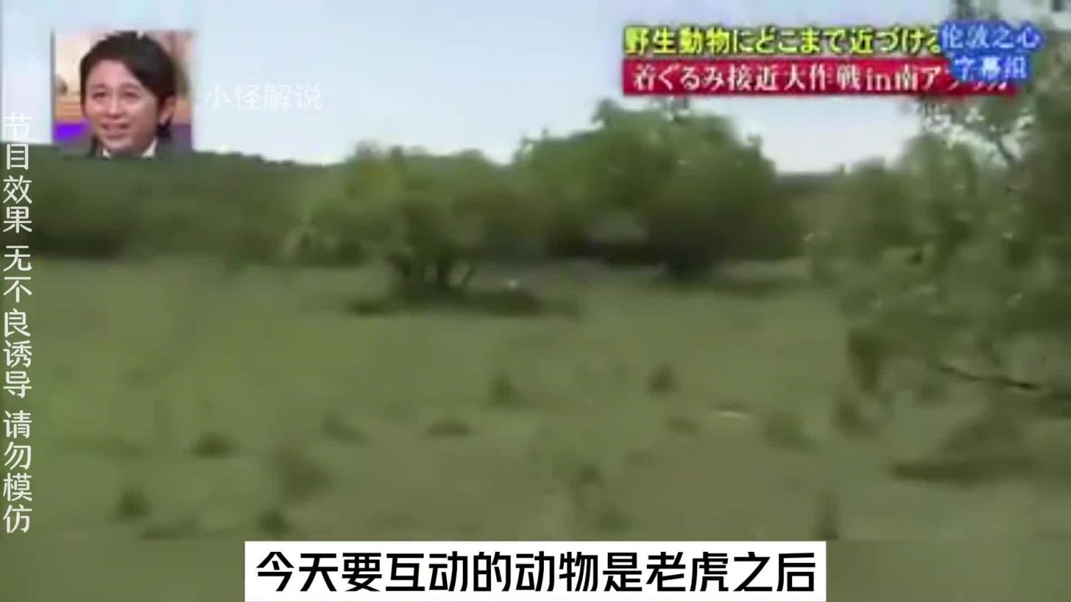 这节目组也太会玩了吧,安排艺人去摸老虎屁股。#综艺名场面 预览截图 2
