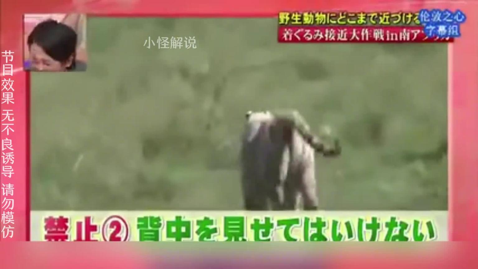 这节目组也太会玩了吧,安排艺人去摸老虎屁股。#综艺名场面 预览截图 3