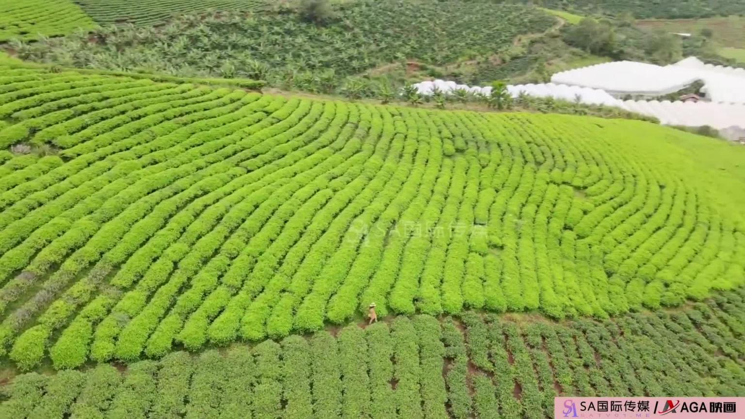 AGAW606:茶山上的风景 预览截图 2