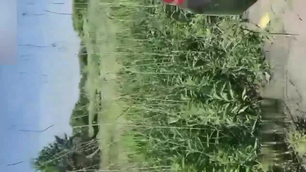 (福利)青岛女婿老婆怀孕和巨乳岳母乱伦满足女婿要求车内乱伦内射 预览截图 2