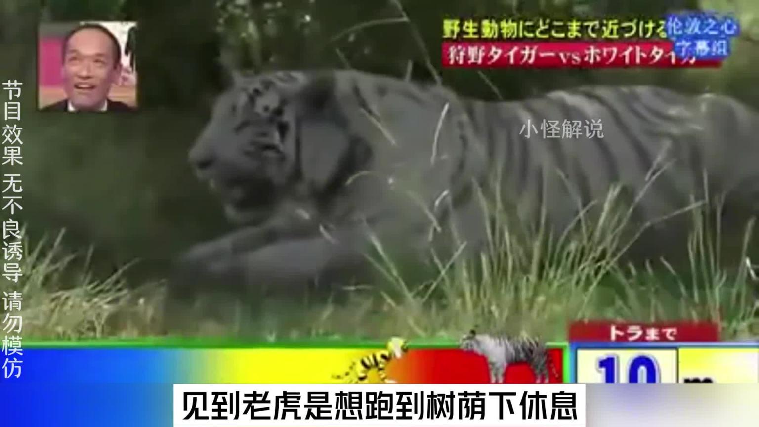 这节目组也太会玩了吧,安排艺人去摸老虎屁股。#综艺名场面 预览截图 10