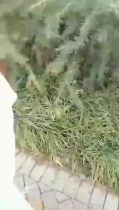 【嫂子野战乱伦】大哥出门买东西,我偷约嫂子公园露出口射,后入干喷水 预览截图 8