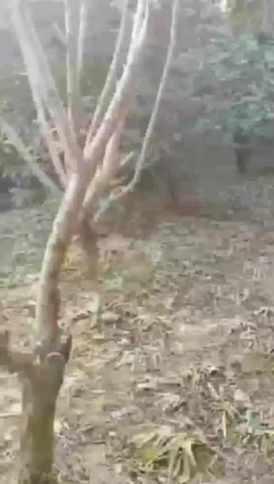【嫂子野战乱伦】大哥出门买东西,我偷约嫂子公园露出口射,后入干喷水 预览截图 5