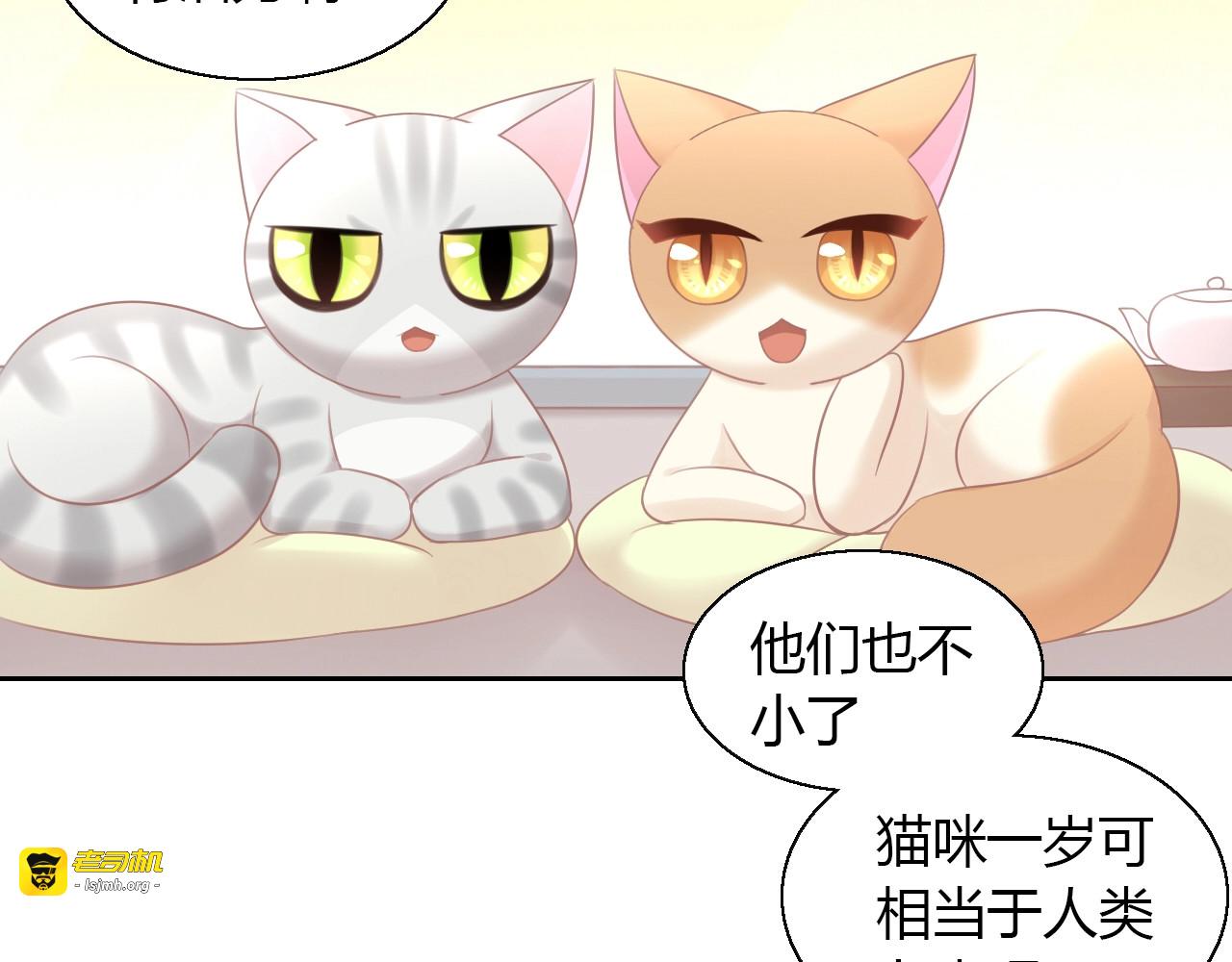 第129话 猫舍C位（五） 第 51 页