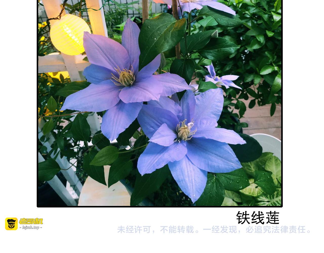 第85回 小枣的决定 第 99 页